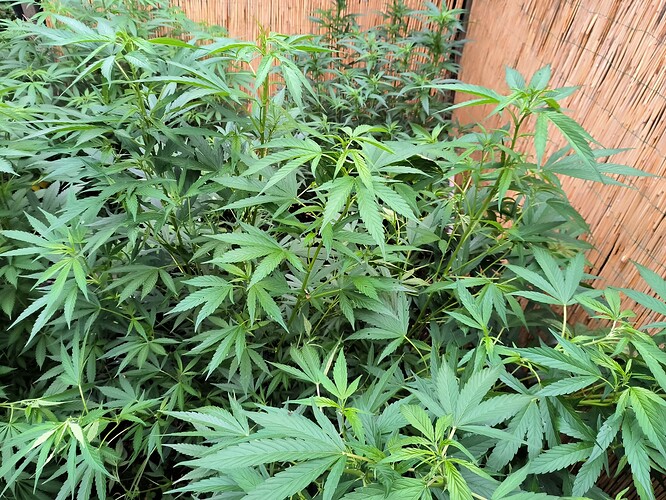 Growreport Bild 5