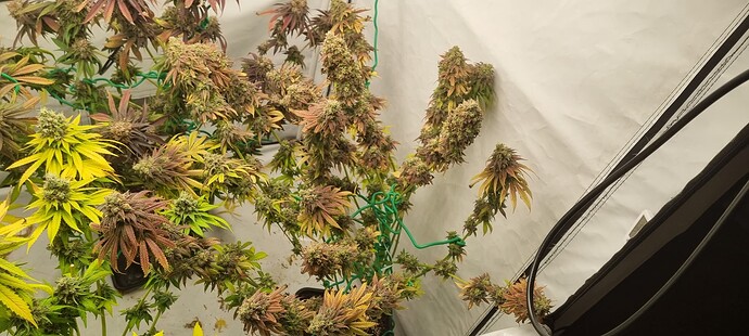Growreport Bild 3