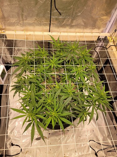 Growreport Bild 5