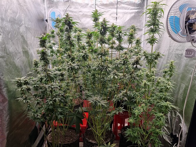 Growreport Bild 23