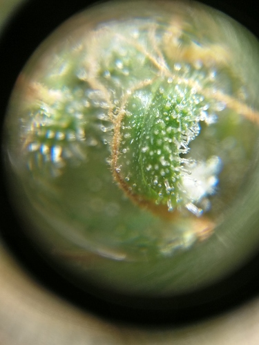 Growreport Bild 4