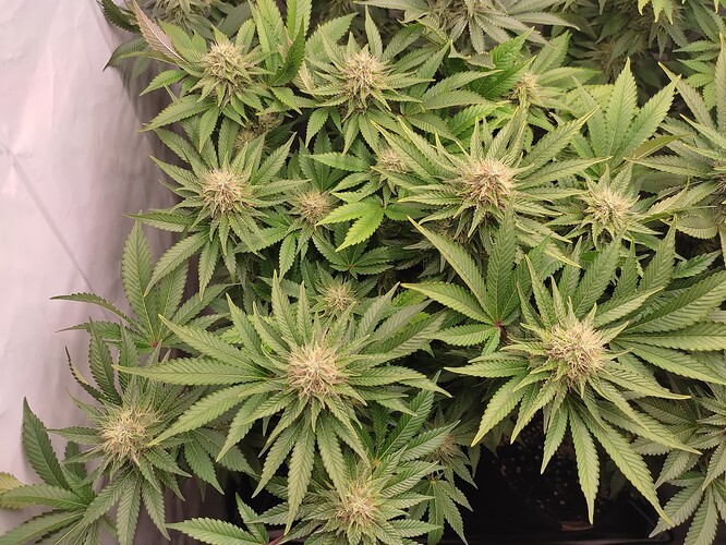 Growreport Bild 11