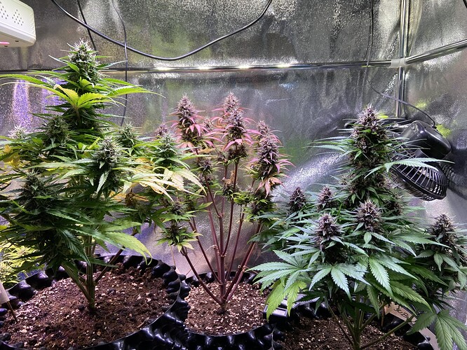 Growreport Bild 1