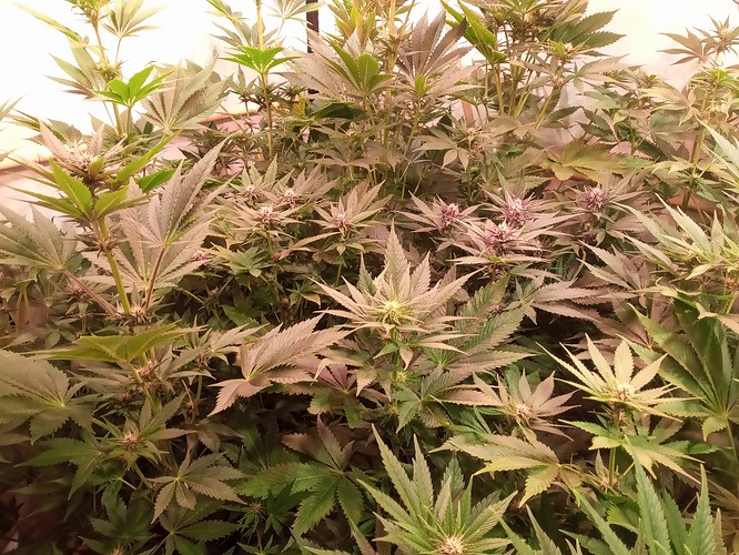 Growreport Bild 45