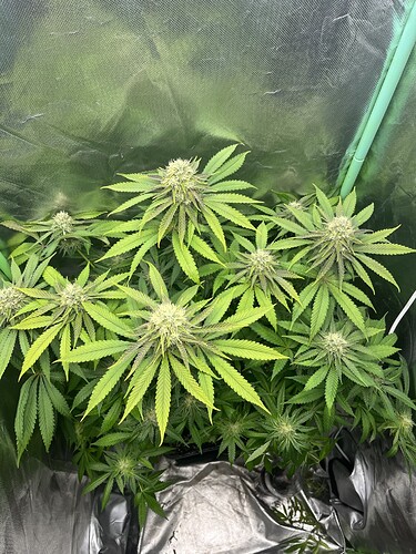 Growreport Bild 11