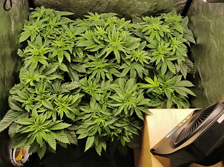 Growreport Bild 9