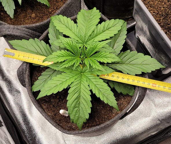 Growreport Bild 159