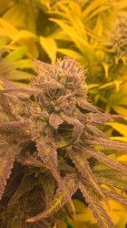 Growreport Bild 5