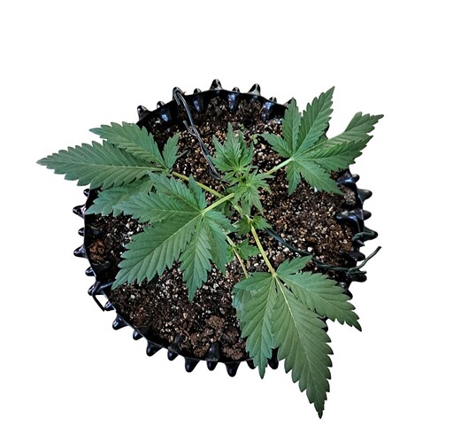 Screenshot_20231220_093041_PhotoRoom