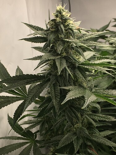 Growreport Bild 18