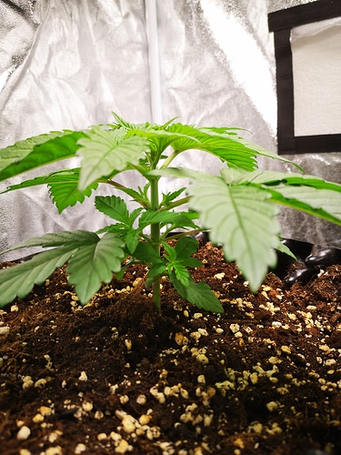 Growreport Bild 2