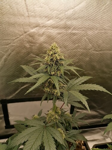Growreport Bild 2