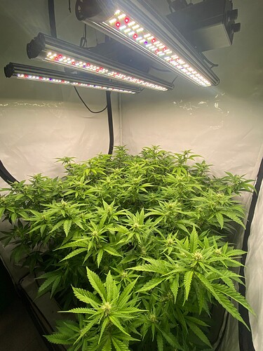 Growreport Bild 3