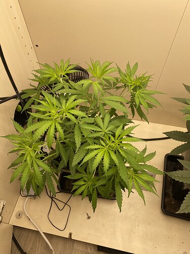 Growreport Bild 4