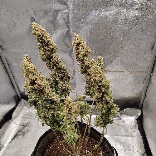 Growreport Bild 28