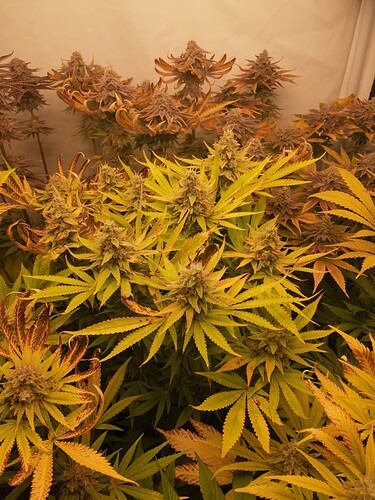 Growreport Bild 6