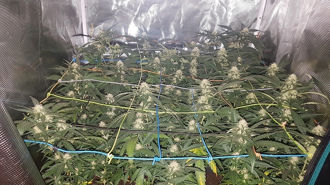 Growreport Bild 1