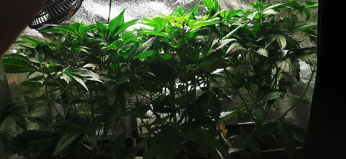 Growreport Bild 34