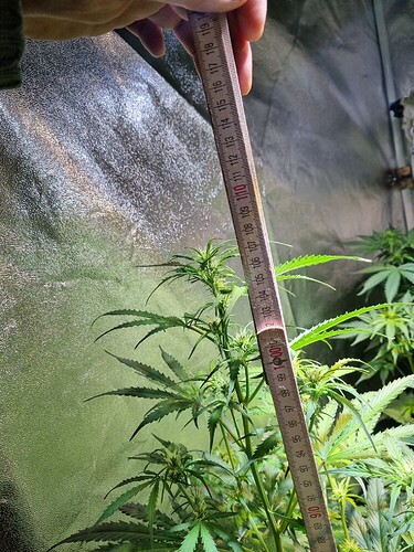 Growreport Bild 5
