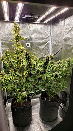 Growreport Bild 2