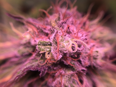 Growreport Bild 52