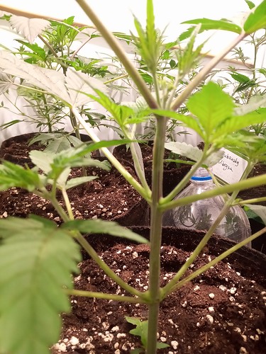 Growreport Bild 6