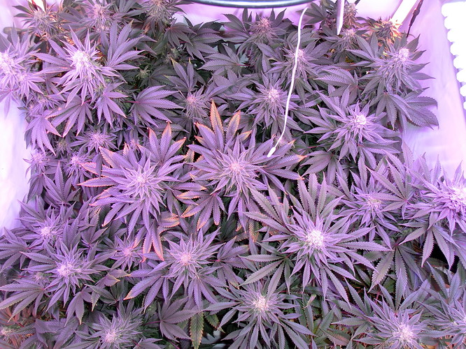Growreport Bild 4