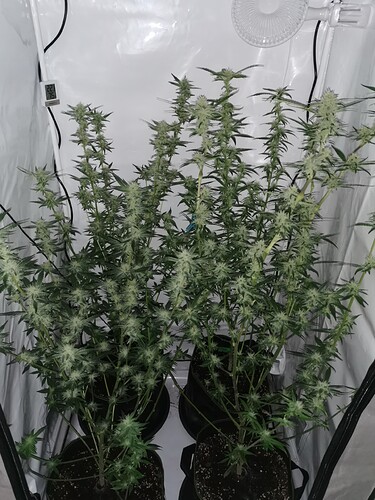Growreport Bild 9