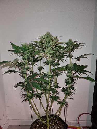Growreport Bild 5