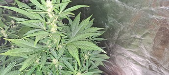 Growreport Bild 3
