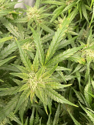 Growreport Bild 8