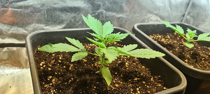 Growreport Bild 12