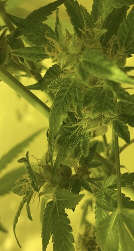Growreport Bild 26