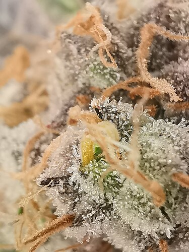 Growreport Bild 29