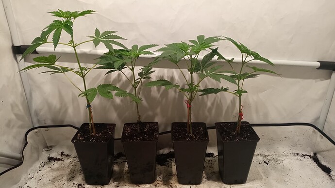 Growreport Bild 4