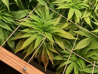 Growreport Bild 13
