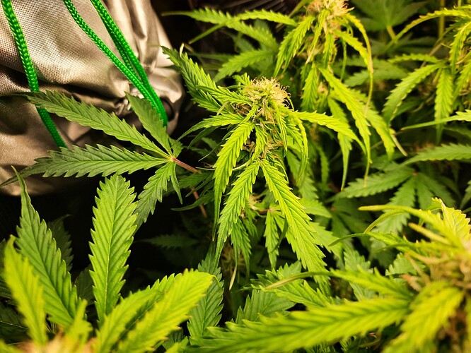 Growreport Bild 1