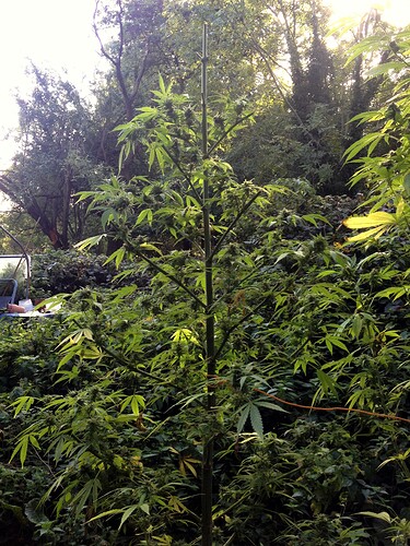 Growreport Bild 18