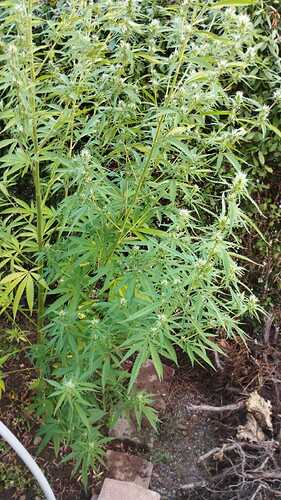 IMG-20220814-WA0006