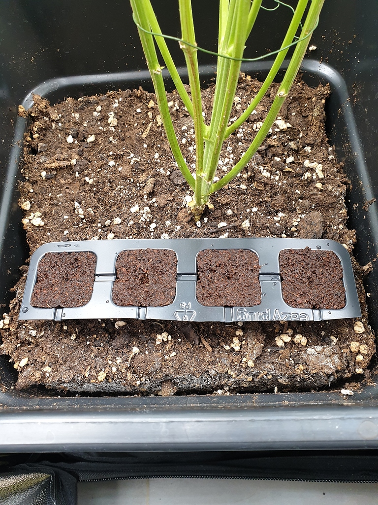 RQS Seeds 2x Quick One, 1x Northern Lights Auto, 125w 2700K Energiesparlampe Growreports