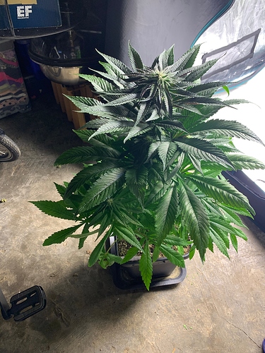 Growreport Bild 7