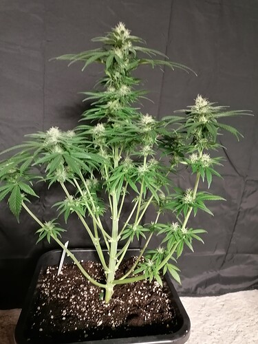 Growreport Bild 15