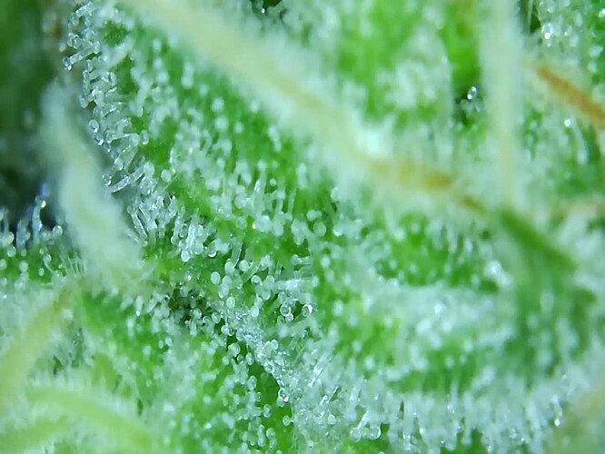 Growreport Bild 3