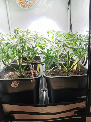 Growreport Bild 3
