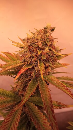 Growreport Bild 27