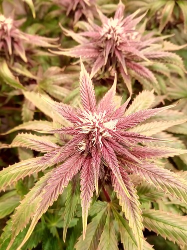 Growreport Bild 11