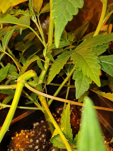 Growreport Bild 8