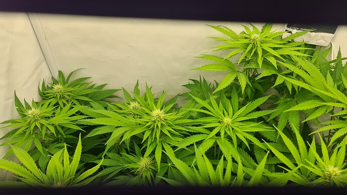 Growreport Bild 2