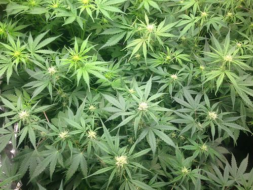 VT42_BW3_210121_Bluetenmeer