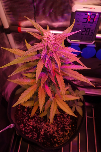 Growreport Bild 48